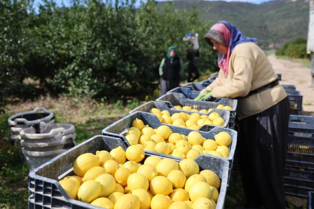 Türkiye limonda dev ihracatçı ama fiyatlar uçtu!
