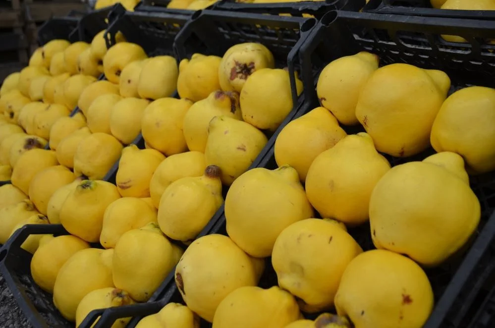 Ayva yemek hayal oldu