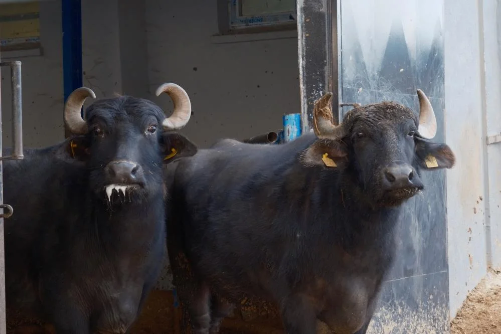 Yeni Manda Irkı “Murana”: Süt Verimi 2 Bin Litreye Ulaştı