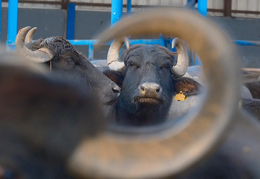 Yeni Manda Irkı “Murana”: Süt Verimi 2 Bin Litreye Ulaştı