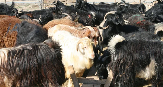 Adak kurbanı nedir, kimler keser, kimler yiyemez?