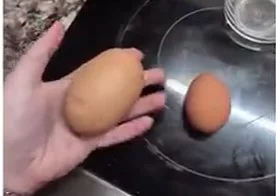 Tuhaf Yumurtayı Kırınca Gerçek Ortaya Çıktı