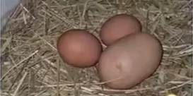 Tuhaf Yumurtayı Kırınca Gerçek Ortaya Çıktı