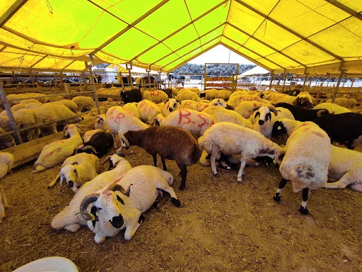 2026 Kurban Bayramı Ne Zaman, Tatil Uzayacak mı?