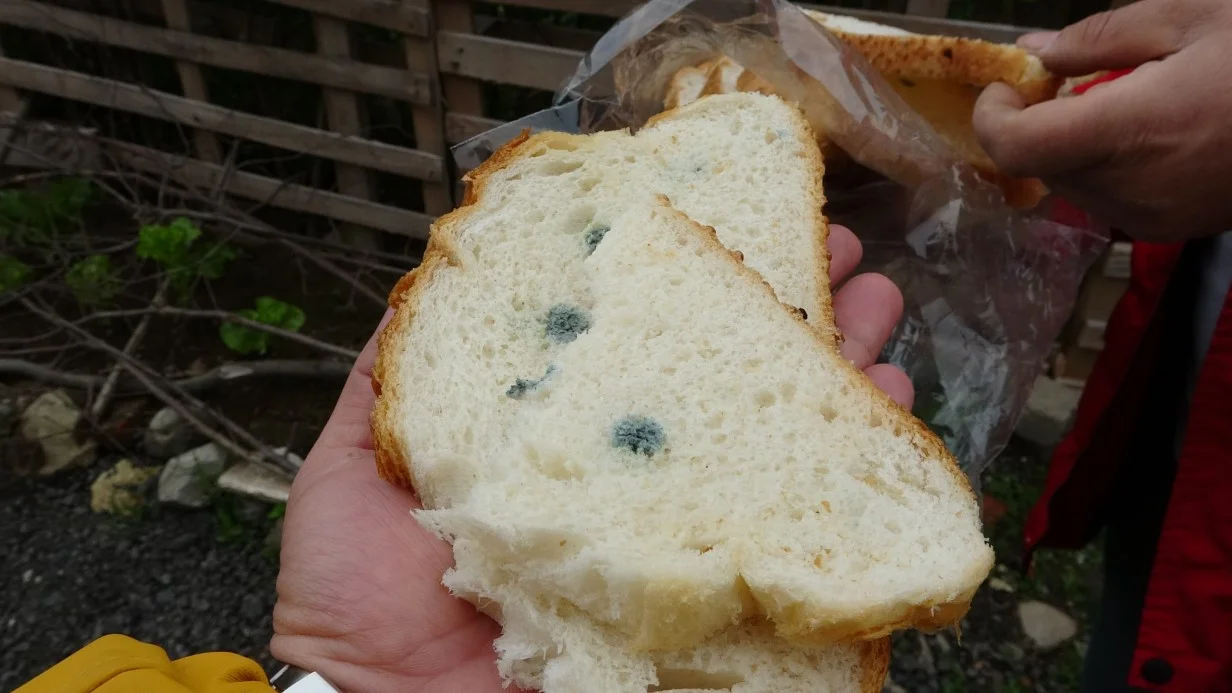 Küflü Ekmek Zararlı mı? İşte Bilimsel Gerçek