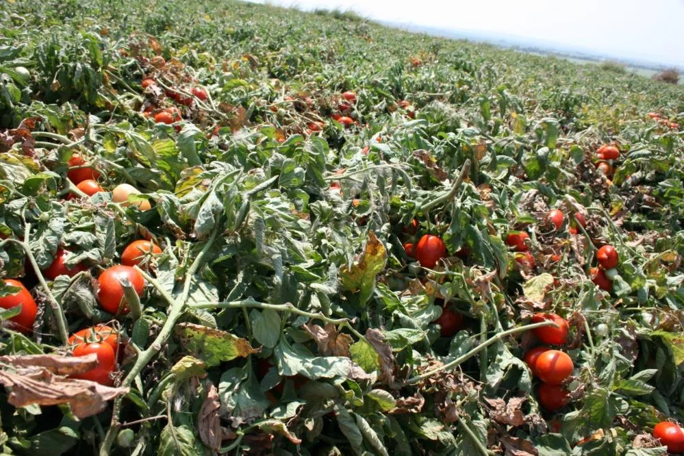 Karacabey salçalık domates üretiminde serbest ekim