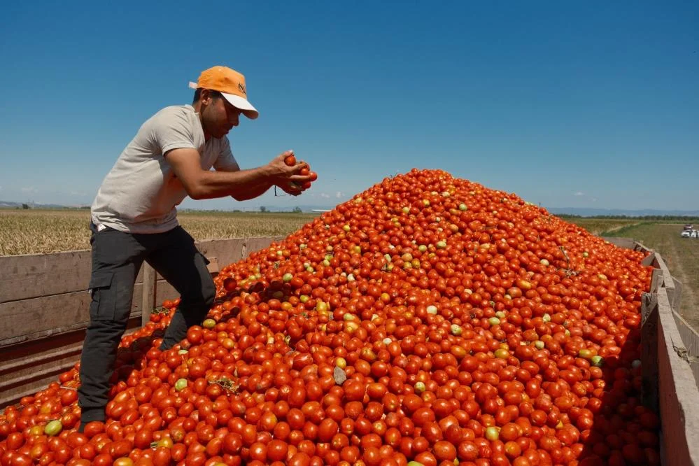 Karacabey salçalık domates üretiminde serbest ekim