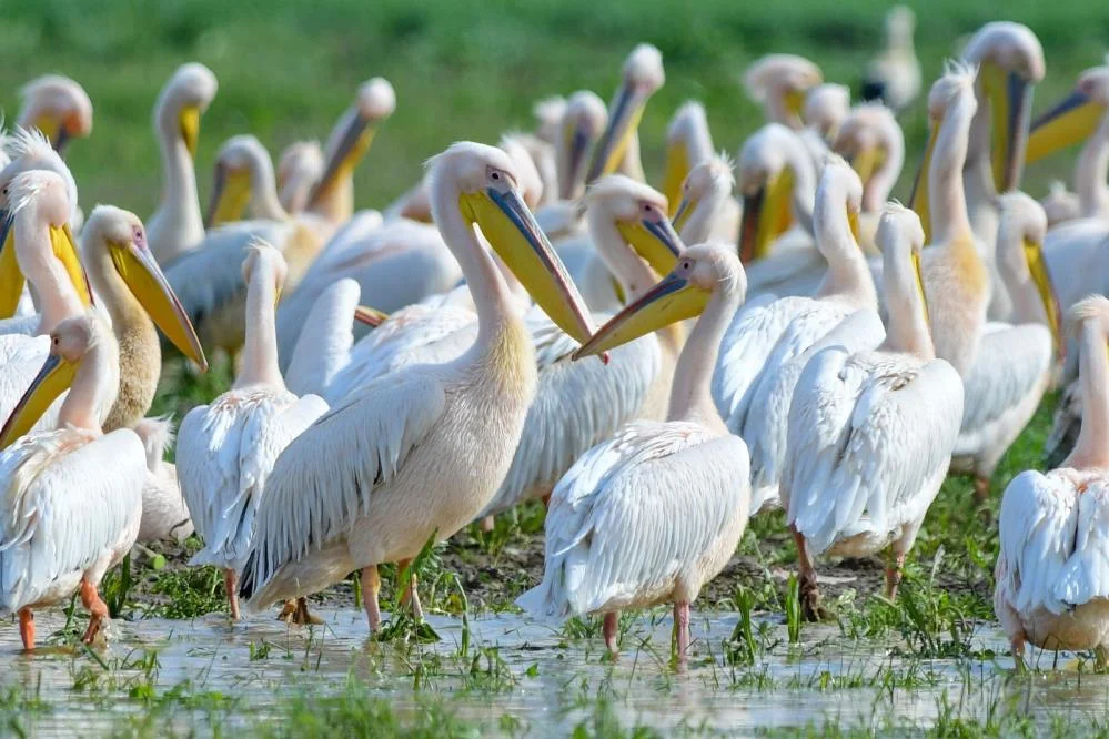 Göç yolundaki pelikanlar İnegöl’de mola verdi