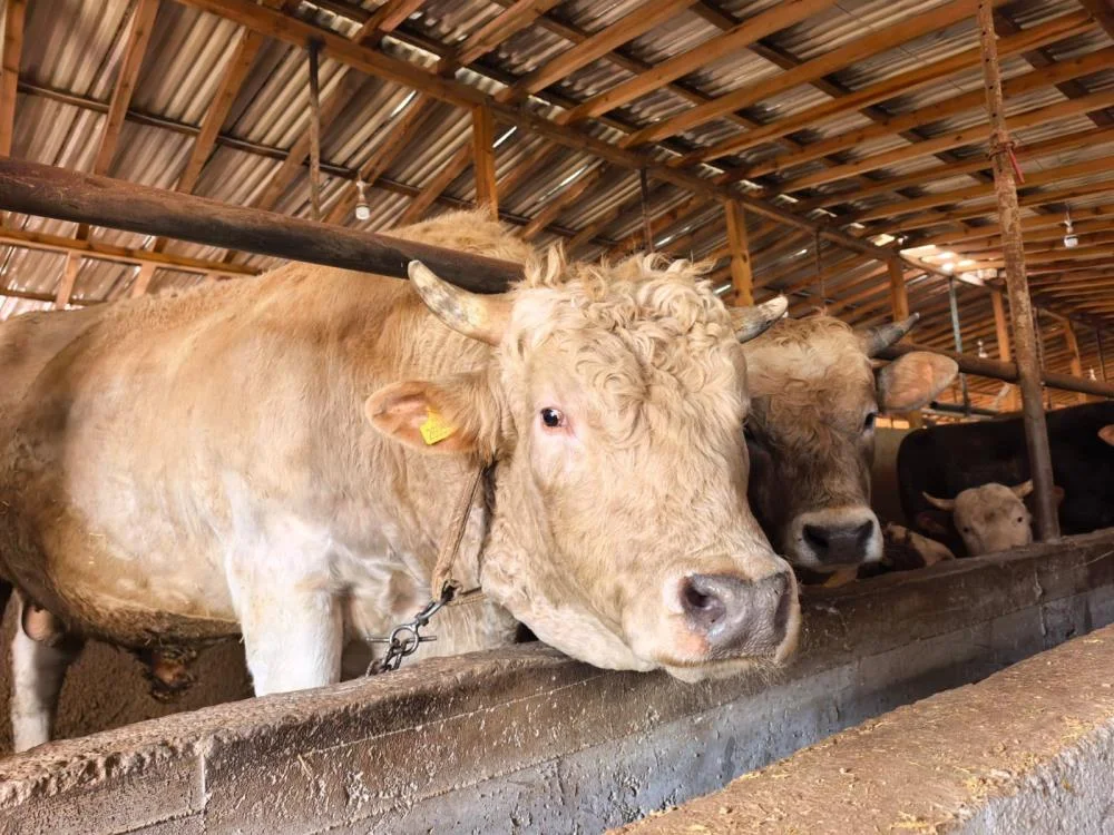 Tonluk 'Paşa'nın fiyatı dudak uçuklattı