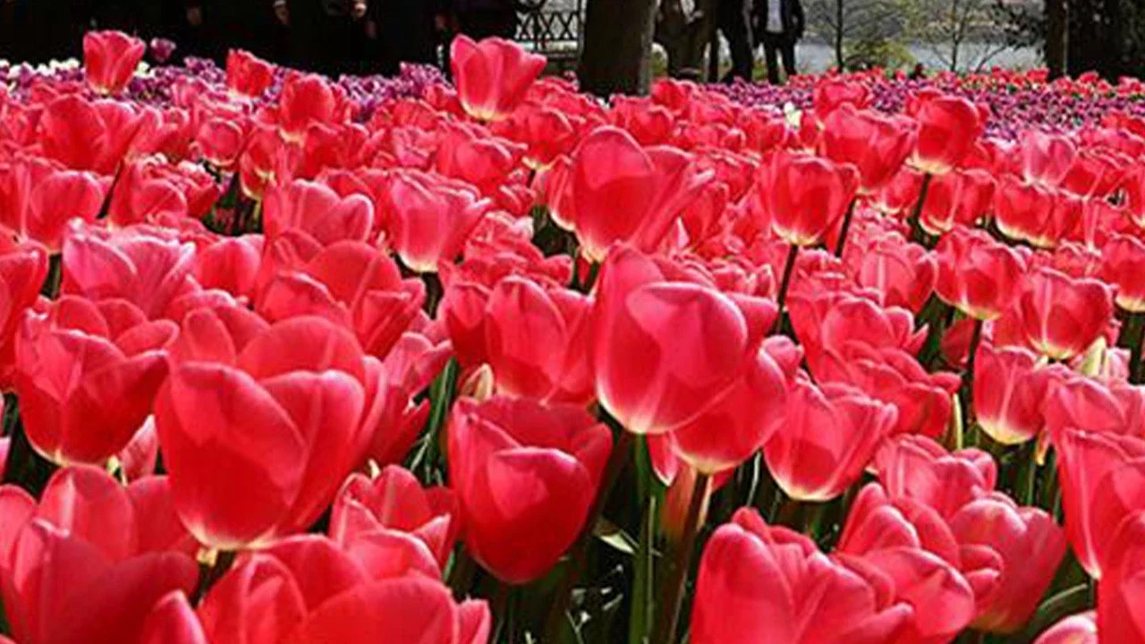 İstanbul Lale Festivali 2026 nerede, ne zaman yapılacak?