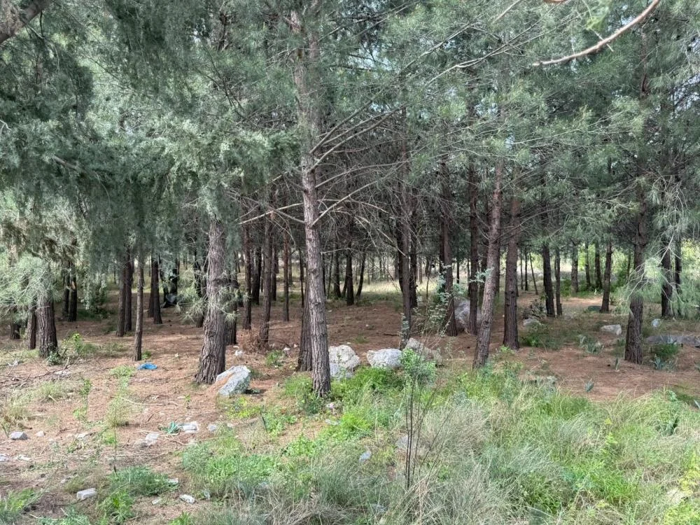 Anne-oğul akraba cinayetine kurban gitti!