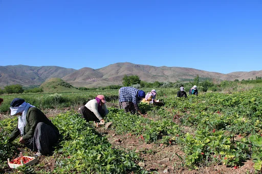 İnegöl’de tarım işçilerine yeni ücret tarifesi