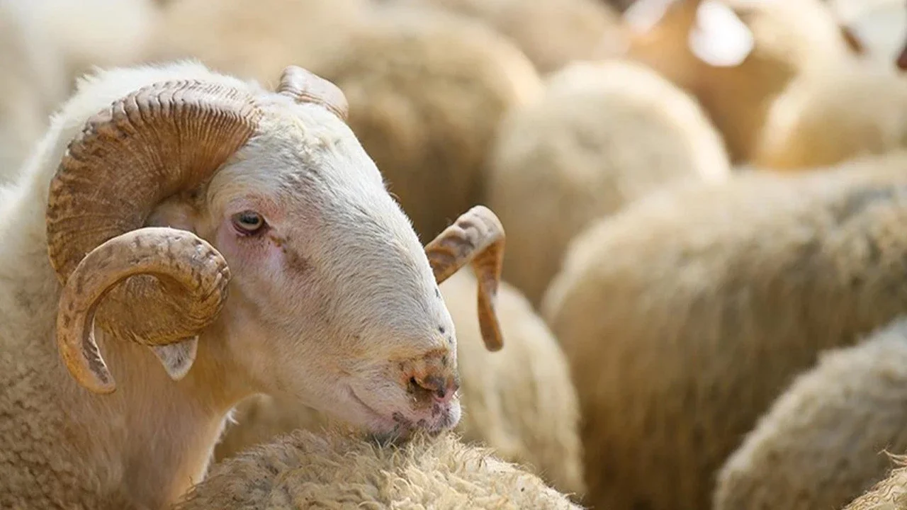 Diyanet 2026 vekaletle kurban kesim fiyatlarını açıkladı