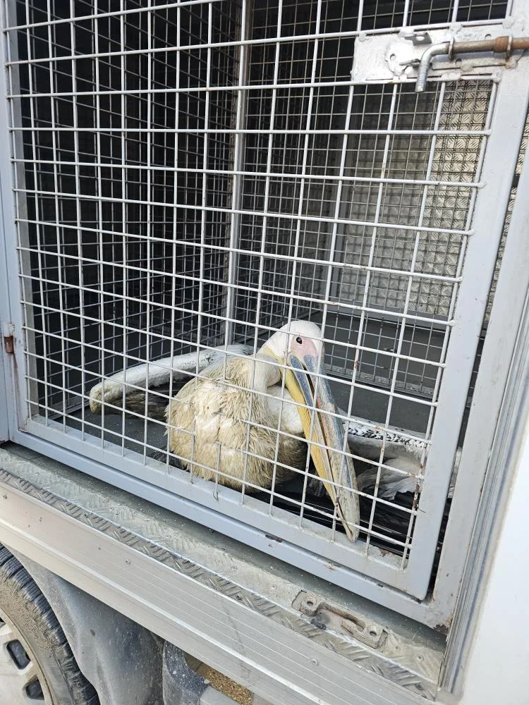 İnegöl’de barajda mahsur kalan pelikan kurtarıldı