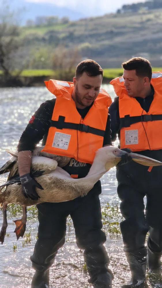 İnegöl’de barajda mahsur kalan pelikan kurtarıldı