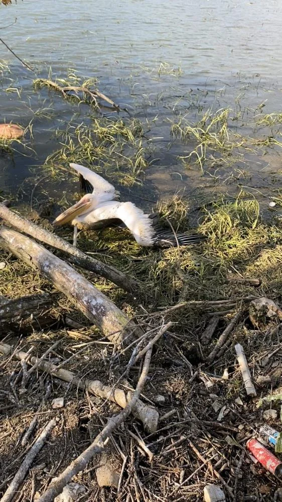 İnegöl’de barajda mahsur kalan pelikan kurtarıldı