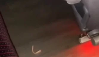 Otobüste takma diş arayışı kahkahaya boğdu