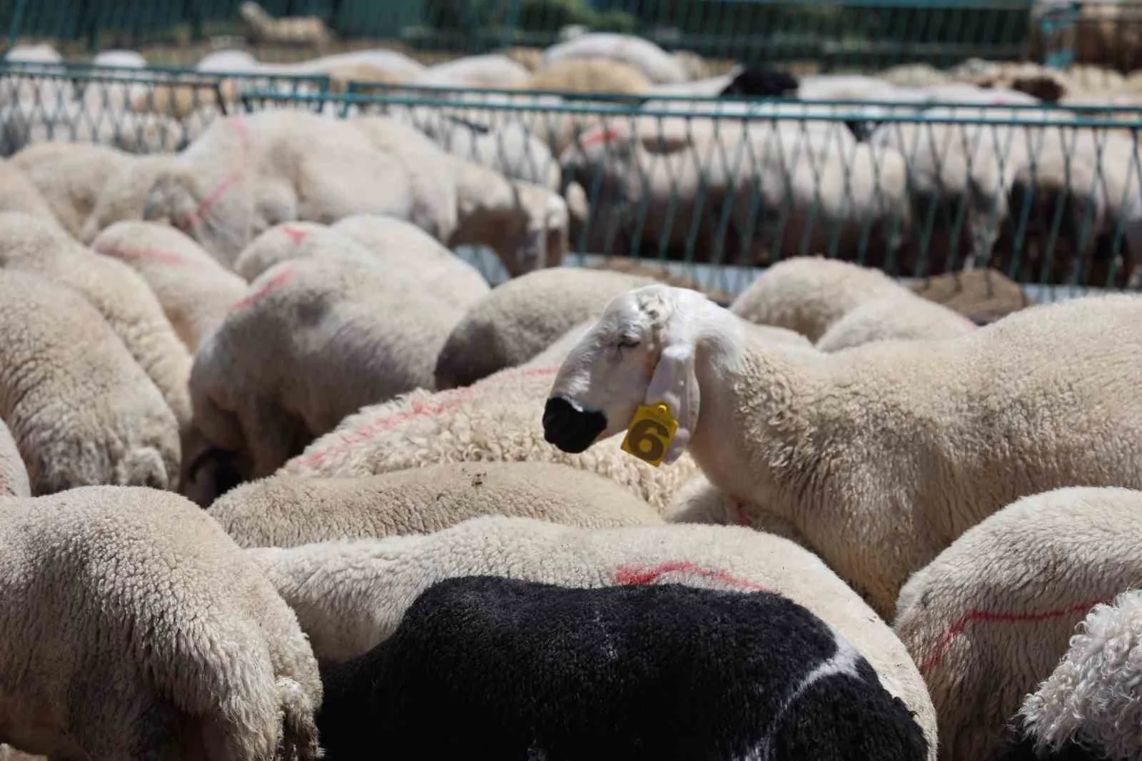 Vekaletle kurban kesim bedeli belli oldu