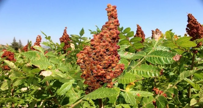 Tuz yerine sumak Kullanımı neden tercih ediliyor?