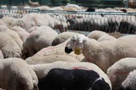 Kurban Bayramı Tatili 9 Gün Olacak mı? 2026 Takvimi