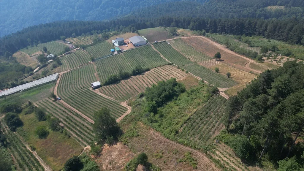 İnegöl Blueberry Üretiminde Türkiye’nin Gözdesi Oldu