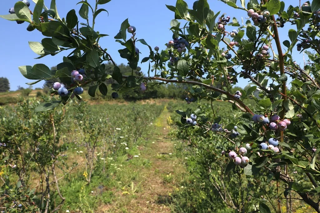 İnegöl Blueberry Üretiminde Türkiye’nin Gözdesi Oldu