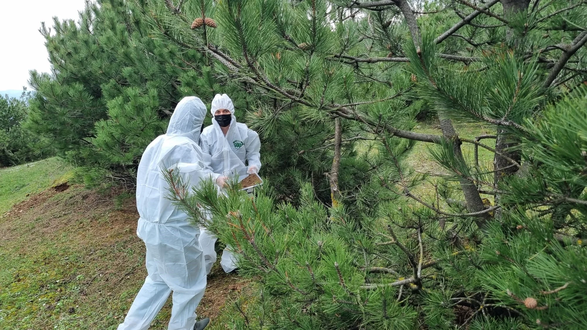 Terminatör böcekler doğaya salındı