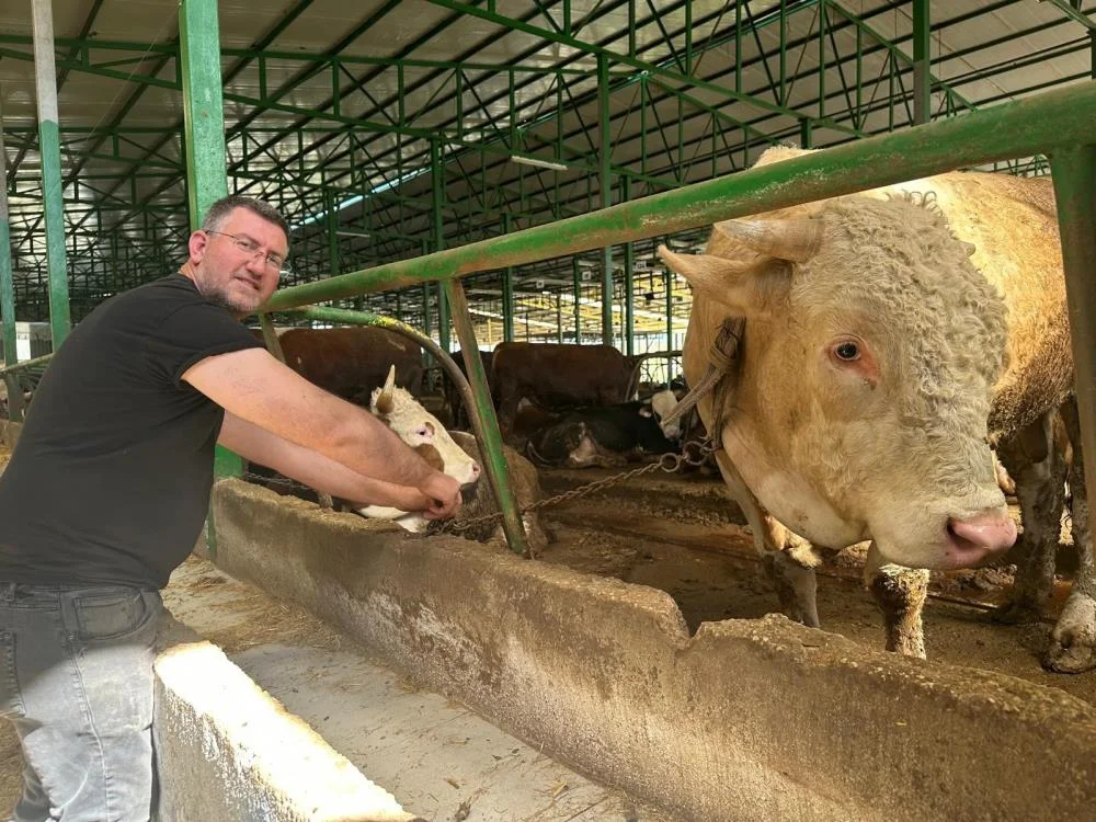 Tonluk kurbanlık piyasa değerinin altında satıldı!