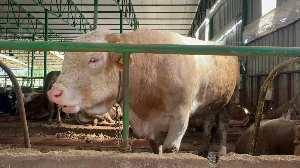 Tonluk kurbanlık piyasa değerinin altında satıldı!