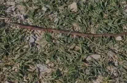 İnegöl'de gören şaşkına döndü!