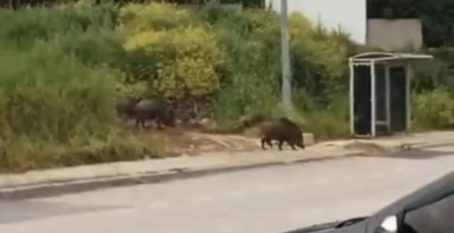 Bursa'da aç kalan domuzlar şehir merkezine indi