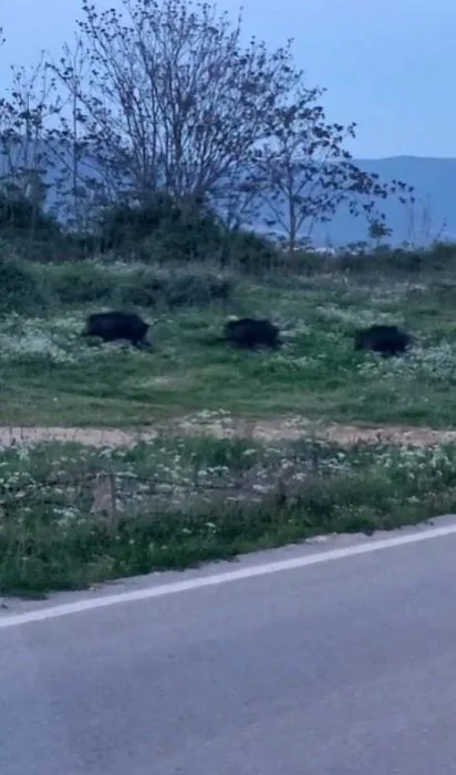 Şehir Merkezine Yakın Noktada Domuz Alarmı