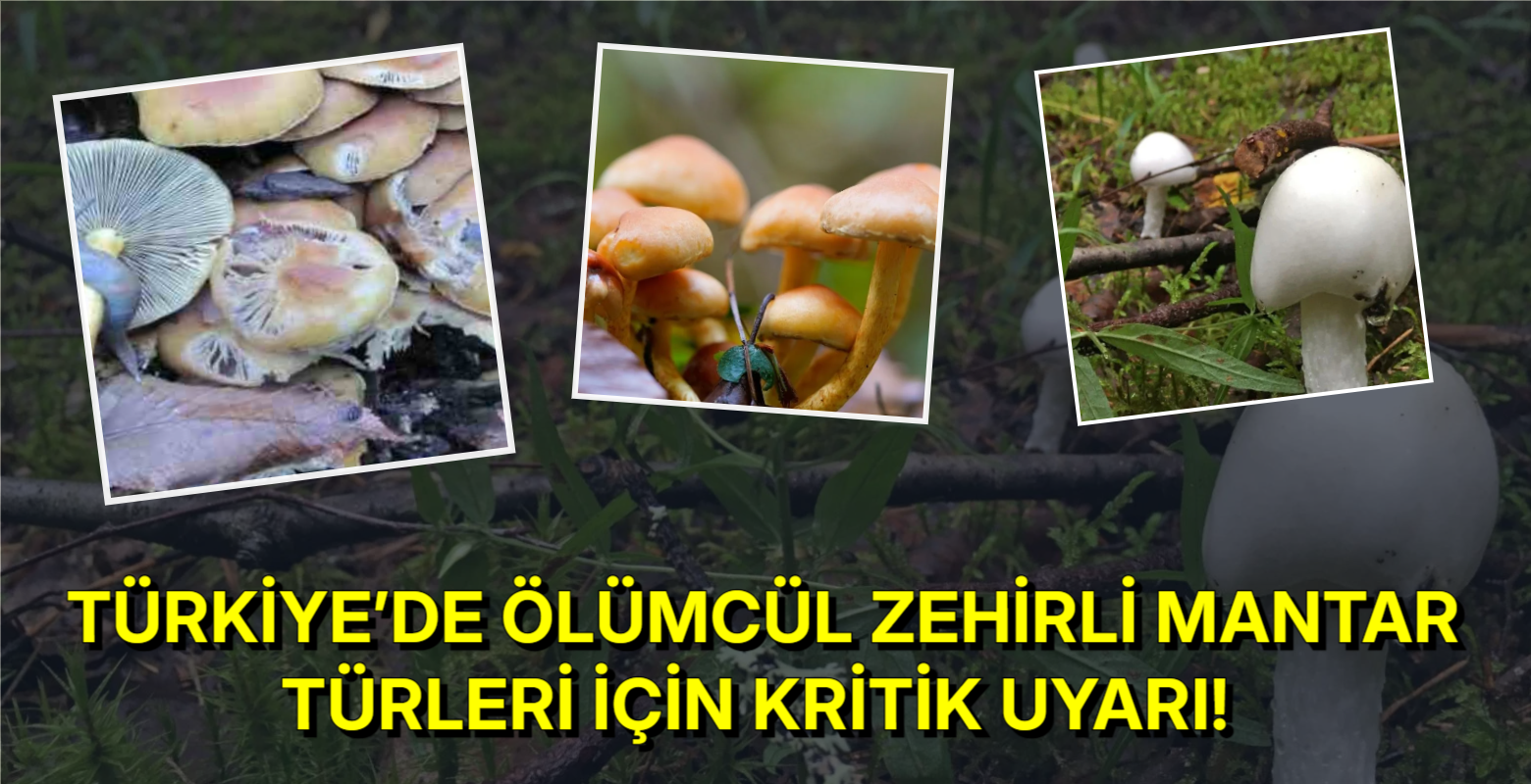 Türkiye’de ölümcül zehirli mantar türleri için kritik uyarı! Toplamış olabilirsiniz