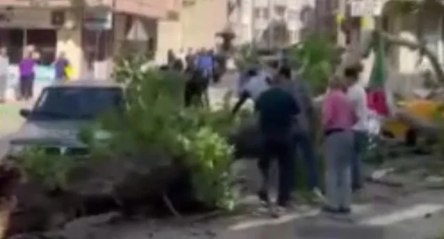 Seyir halindeki araçların üzerine ağaç devrildi