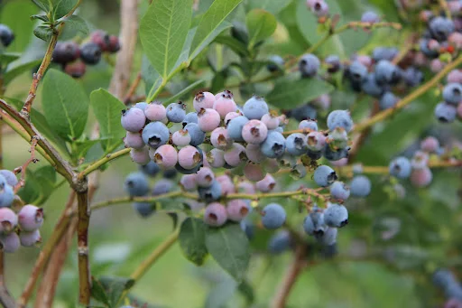 İnegöl’de Blueberry Üretimi ve İhracatı Masaya Yatırılacak
