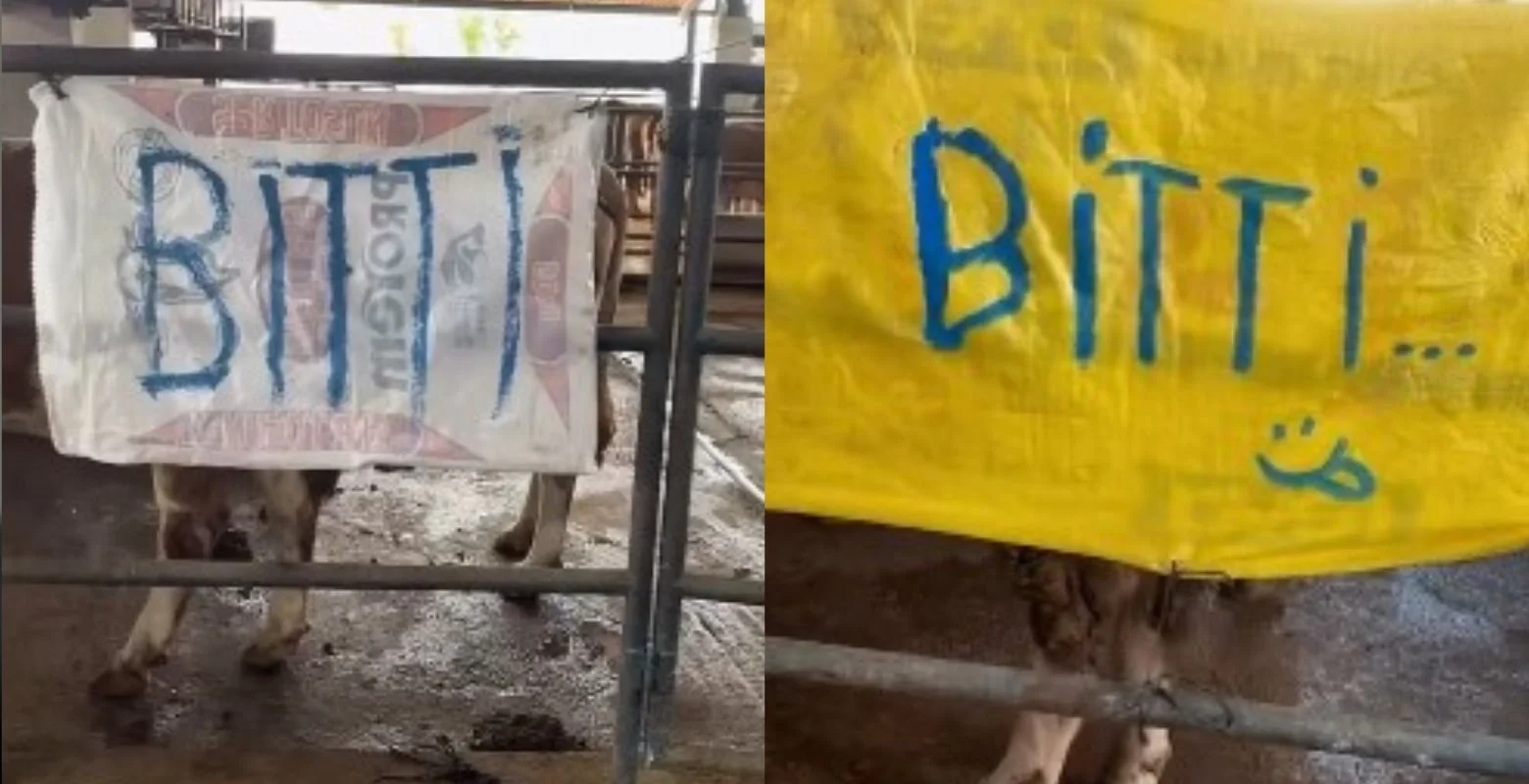 Hayvan pazarından eliniz boş dönebilirsiniz