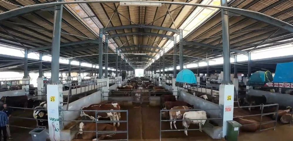 İnegöl hayvan pazarı tamamen doldu