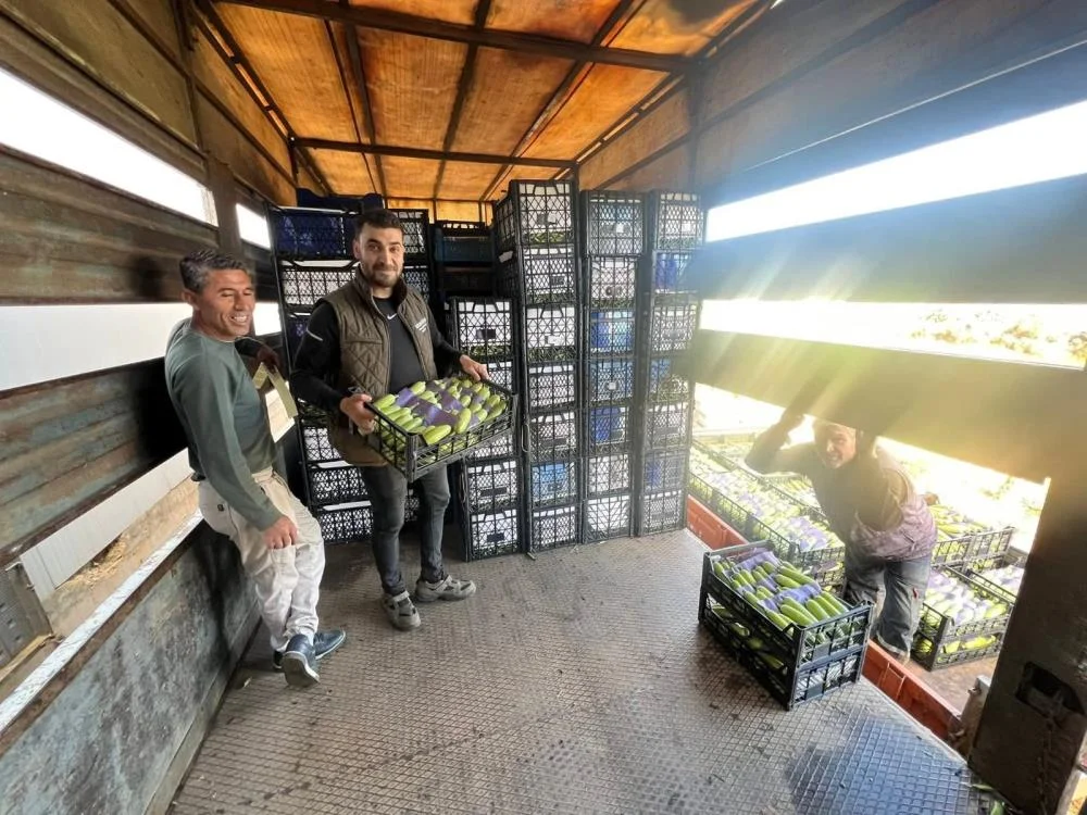 İznik'te ilk hasat başladı! Çiftçinin yüzü gülüyor