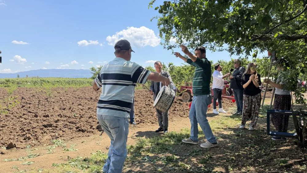 Rekolte 4 Kat Arttı, Çiftçi Davul Zurna Çaldırdı Rekolte 4 Kat Arttı, Çiftçi Davul Zurna Çaldırdı