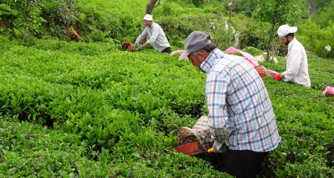 Karadeniz’de yaş çay toplama ücretleri ve yevmiyeler açıklandı