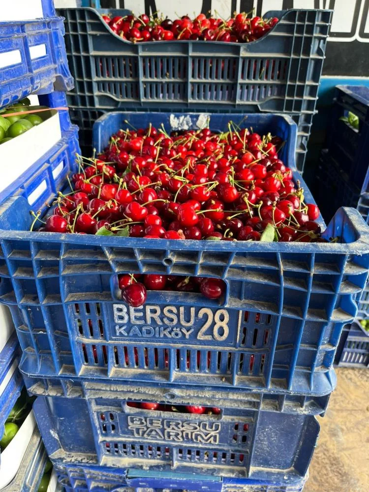Bursa'da sezonun ilk karabodur kirazı tezgaha çıktı! Fiyatı dikkat çekti