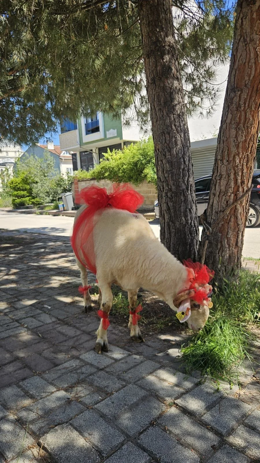 İnegöl’de gelin kurbanı geleneği bu bayramda sürdürülüyor