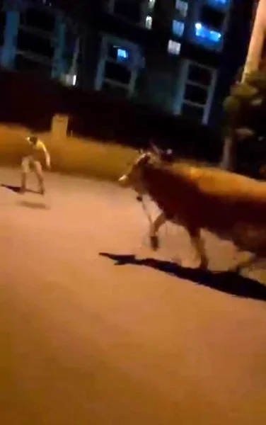 Kaçan Dana Mahalleyi Karıştırdı! Vatandaşlar Kaçacak Yer Aradı