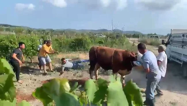 Kurbanlık boğa çıldırdı! 6 kişi seferber oldu