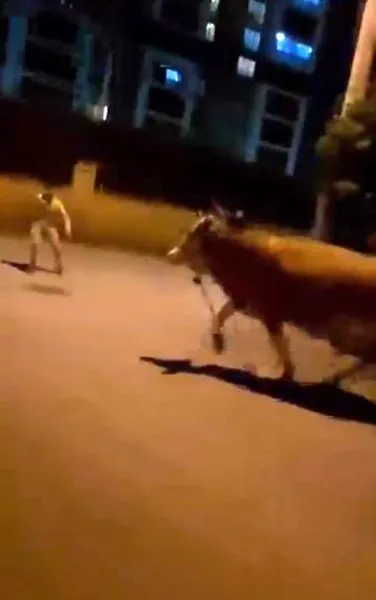 Bursa’da dana paniği