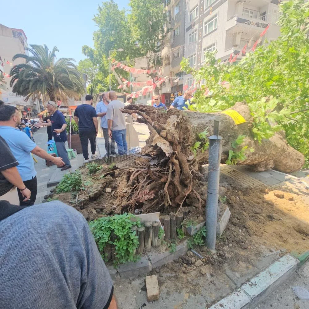 Asırlık çınar yerle bir oldu! Facianın eşinden dönüldü