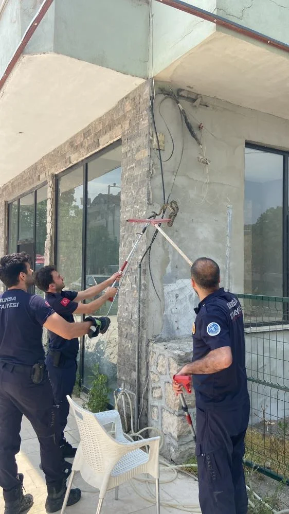 Devasa yılan iş yerine girdi!
