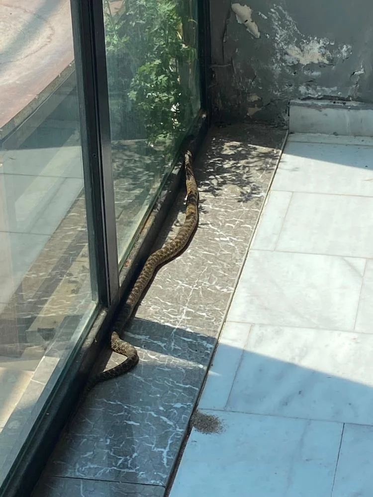 Devasa yılan iş yerine girdi!