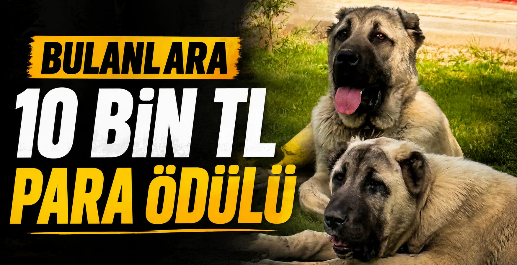 İnegöl’de Kaybolan 2 Sivas Kangalı İçin 10 Bin TL Ödül