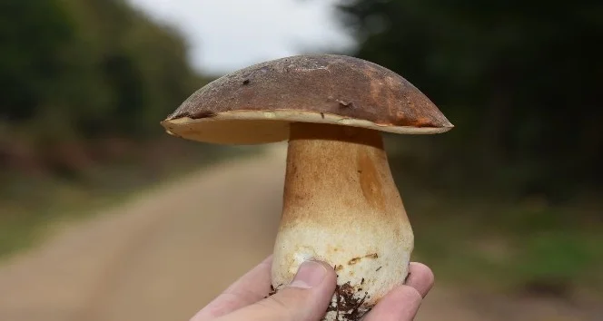Porçini Mantarı Neden Bu Kadar Değerli? Kilosu Eti Geçiyor